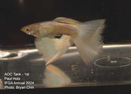 guppy aoc white